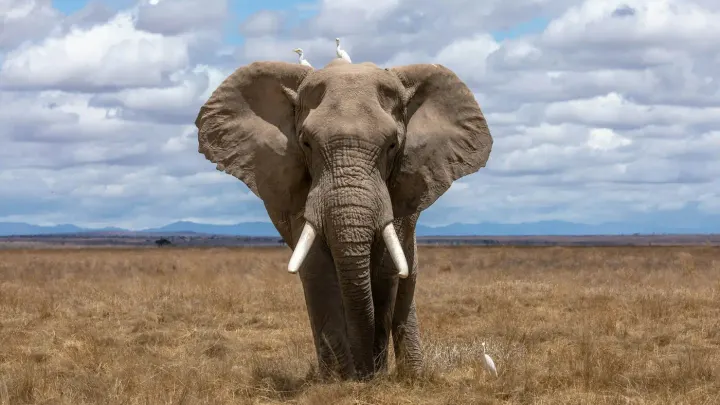 Etosha National Park (Namibia)