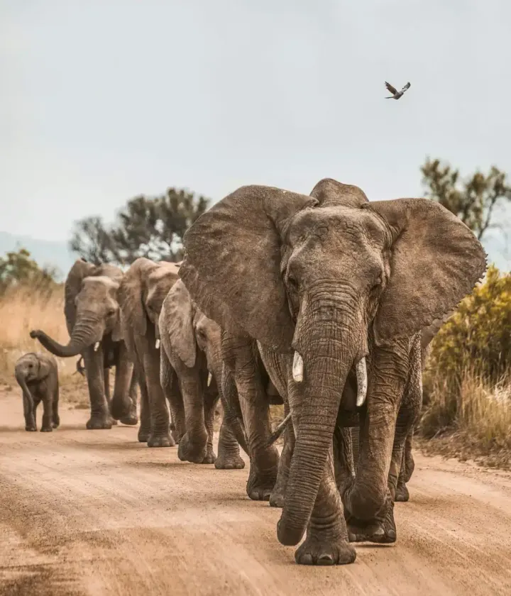 Kaziranga National Park (Assam, India)