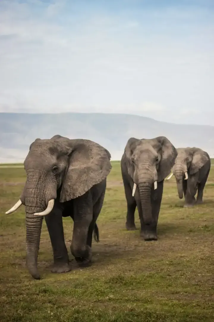 Kruger National Park (South Africa)
