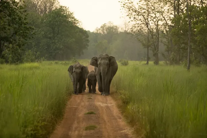 Okavango Delta (Botswana)