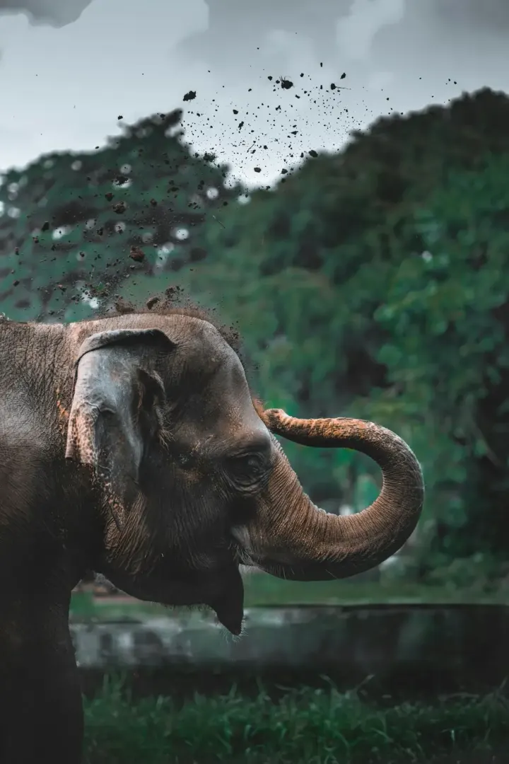 Udawalawe National Park (Sri Lanka)