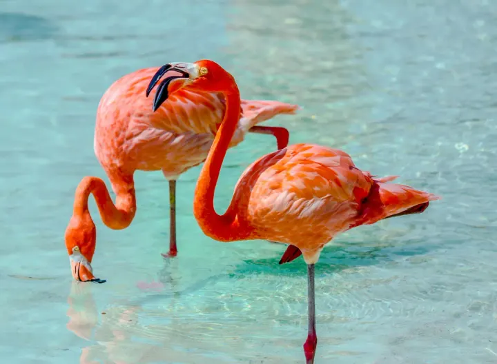 Pekelmeer, Bonaire