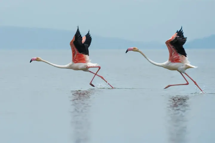 Camargue (Pont de Gau), France