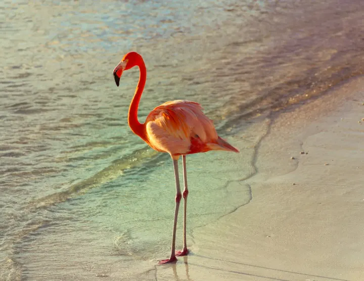 Celestun, Yucatan, Mexico