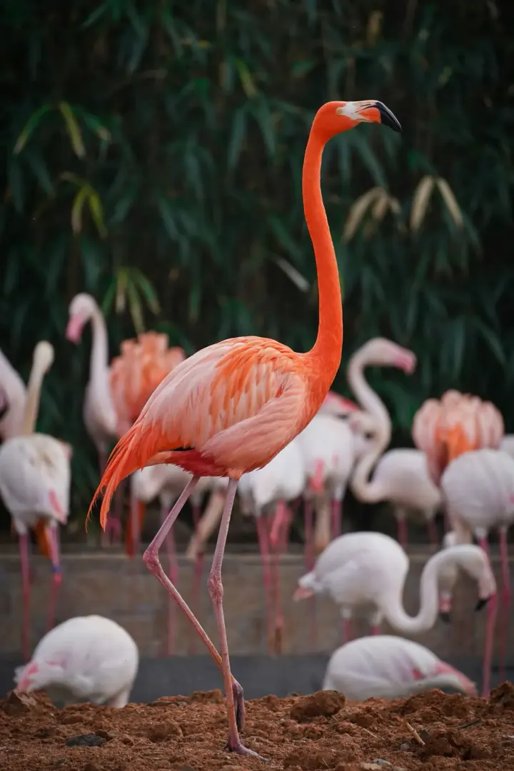 Djoudj National Bird Sanctuary, Senegal