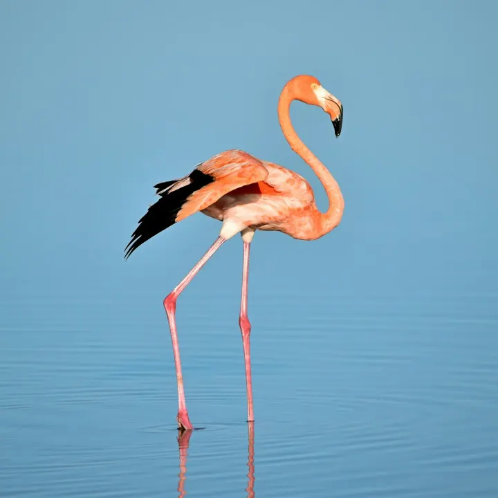 Rann of Kutch (Thol), Gujarat, India