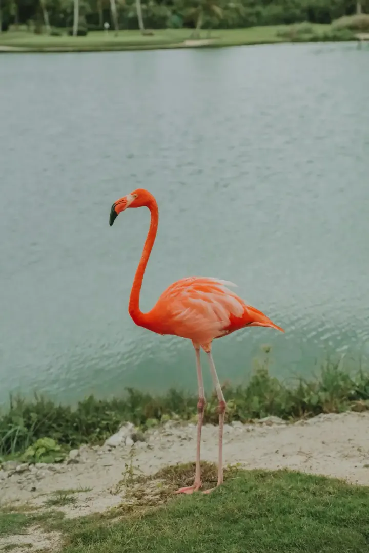 Ras Al Khor Wildlife Sanctuary, Dubai, United Arab Emirates