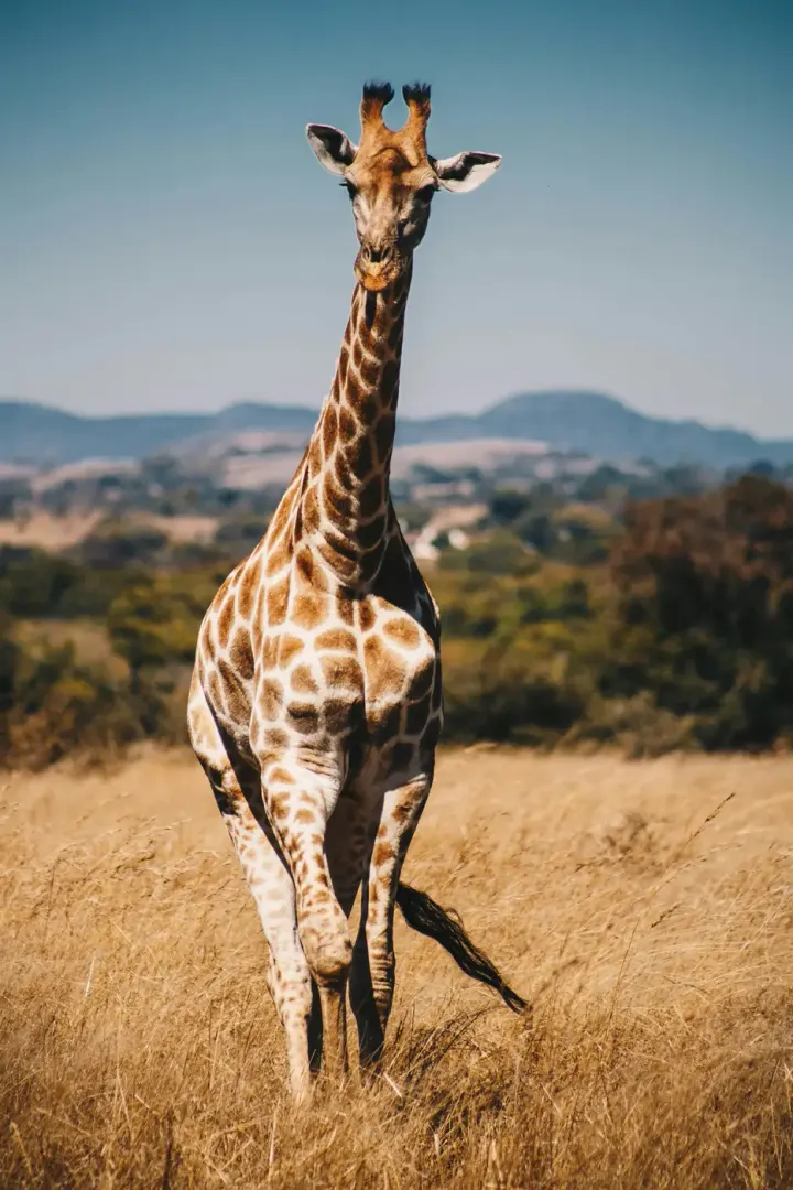 Chobe National Park (Botswana)
