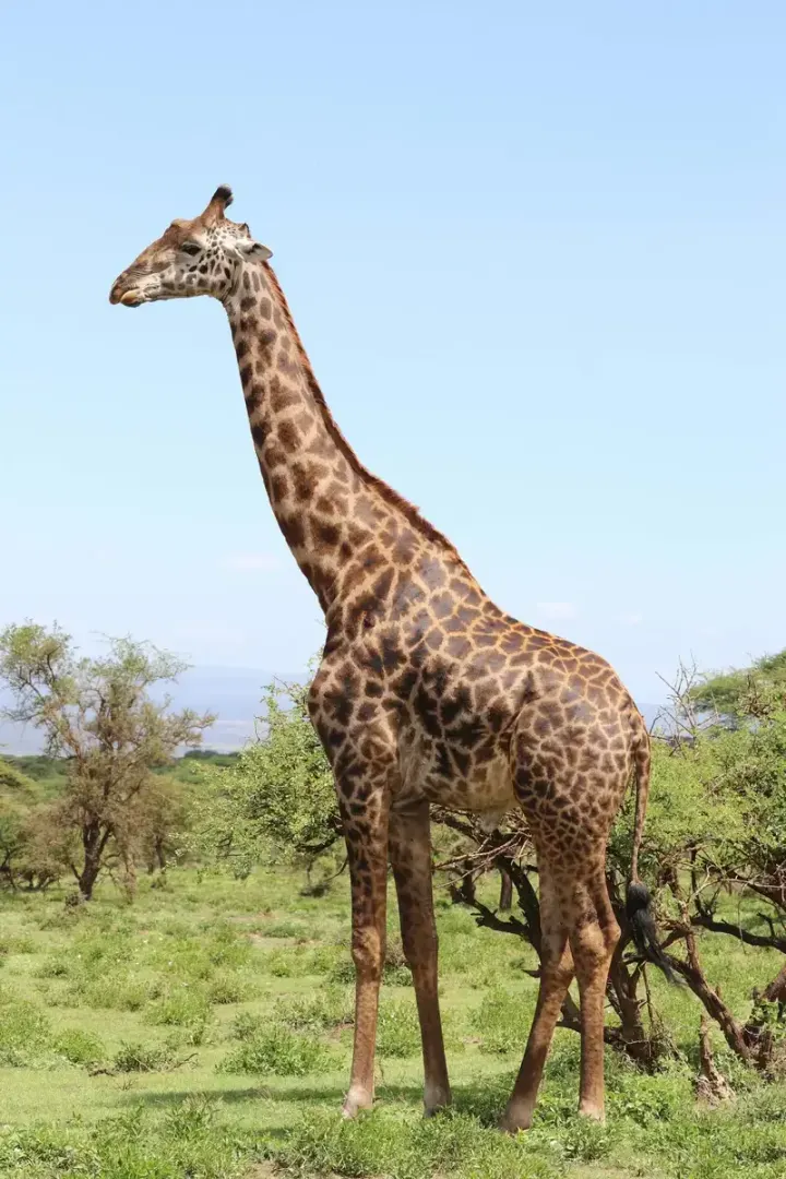 Etosha National Park (Namibia)