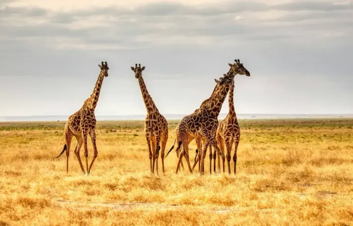 Kruger National Park (South Africa)
