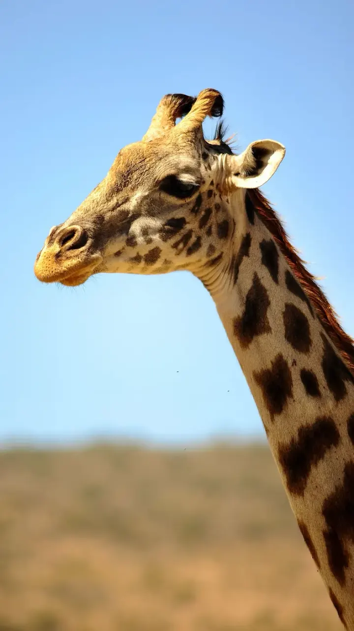 Masai Mara National Reserve (Kenya)