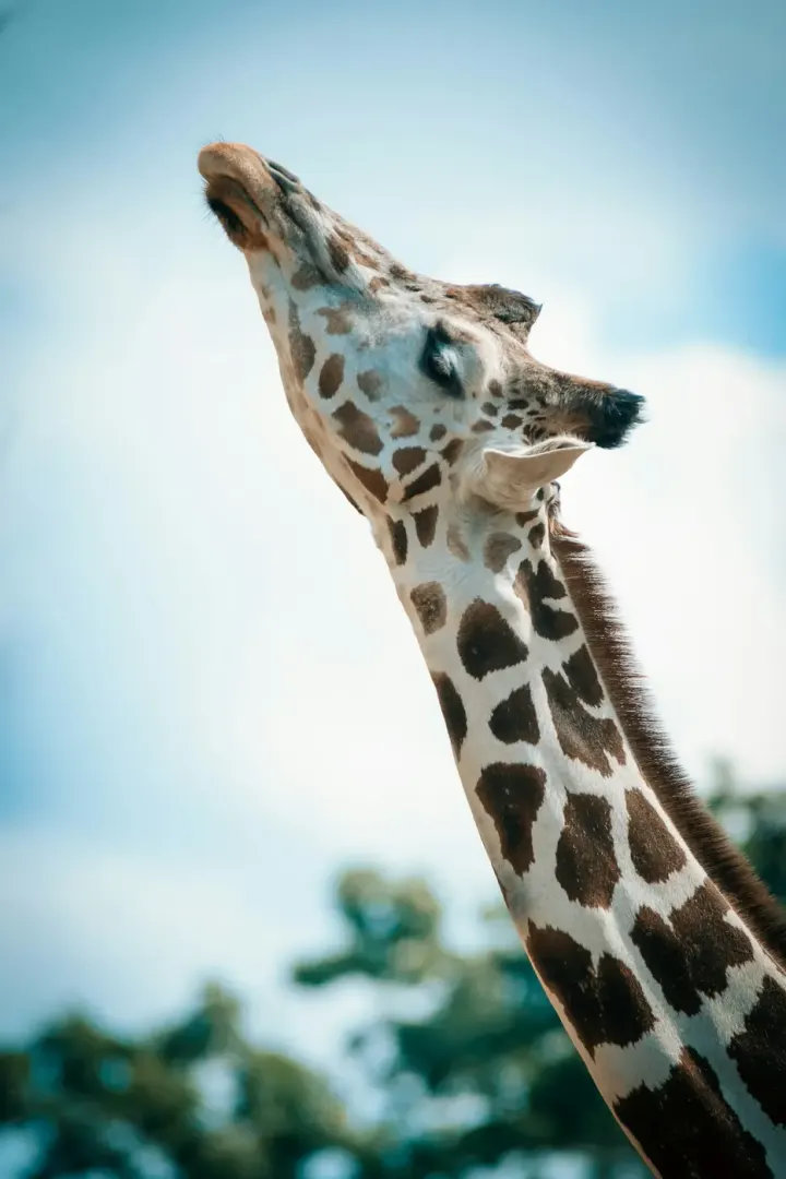 Murchison Falls National Park (Uganda)
