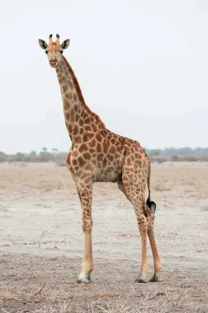 Samburu National Reserve (Kenya)