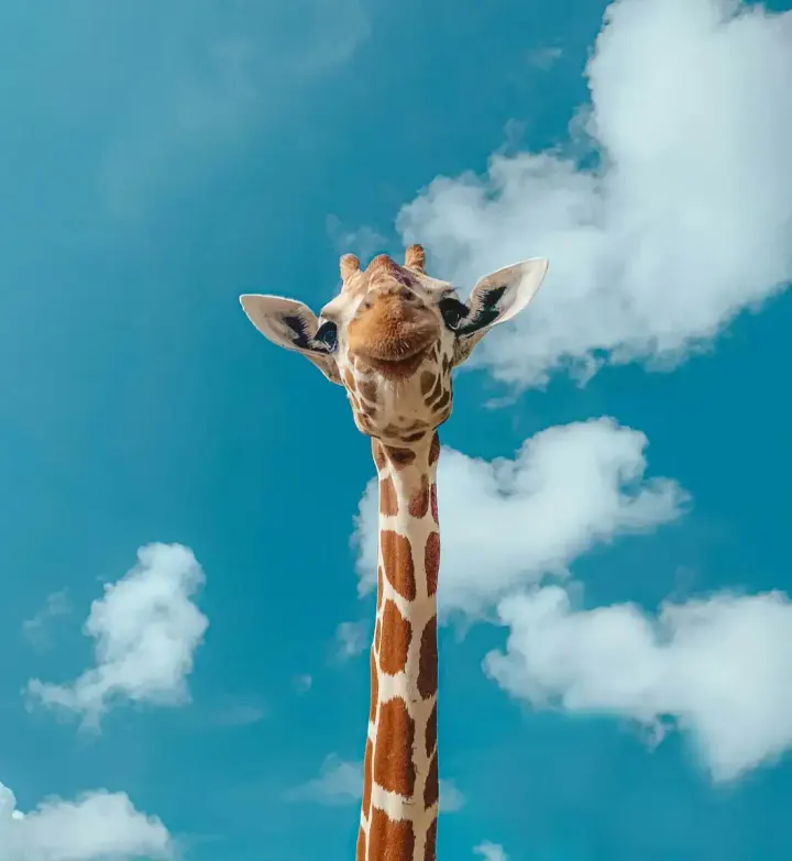 Serengeti National Park (Tanzania)