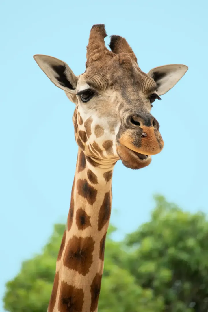 Tarangire National Park (Tanzania)
