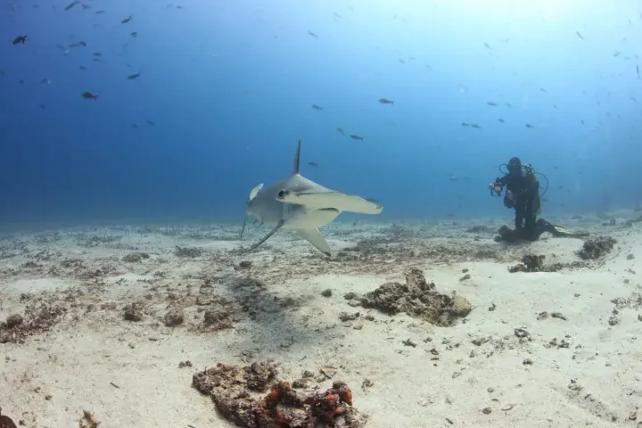 Bimini (Bahamas)