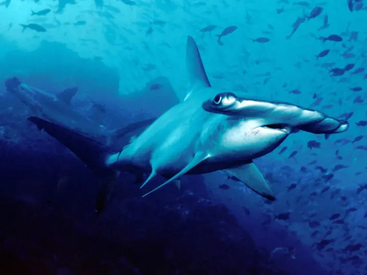 Cocos Island (Costa Rica)
