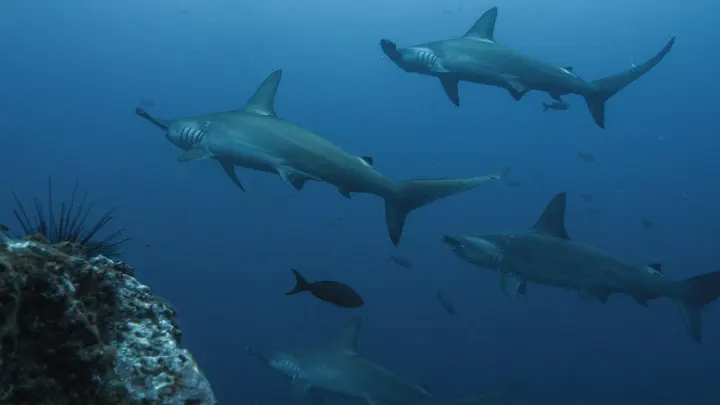 Darwin & Wolf Islands (Galapagos, Ecuador)
