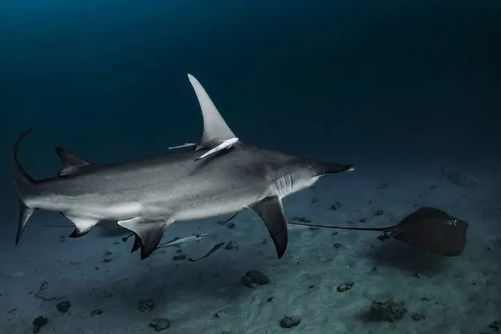 Malpelo Island (Colombia)