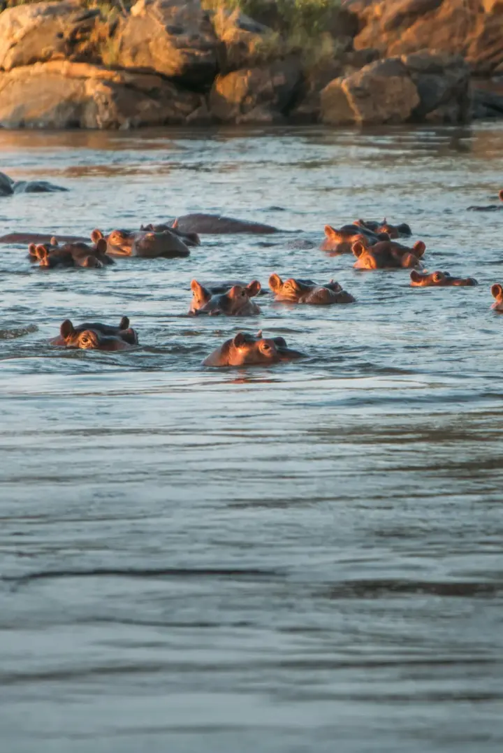 Chobe River, Chobe National Park, Botswana