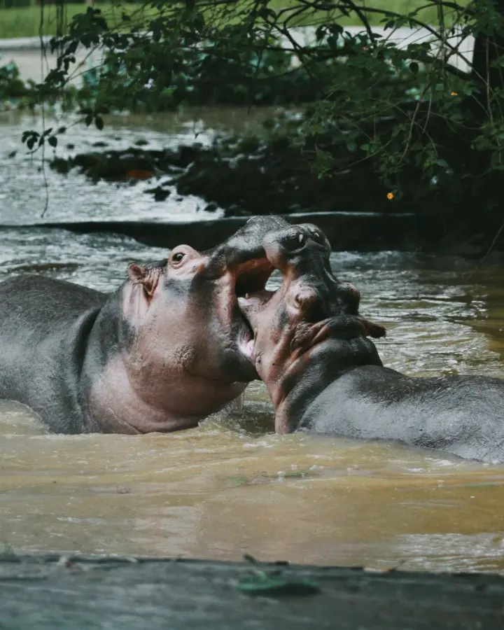 Liwonde National Park, Shire River, Malawi
