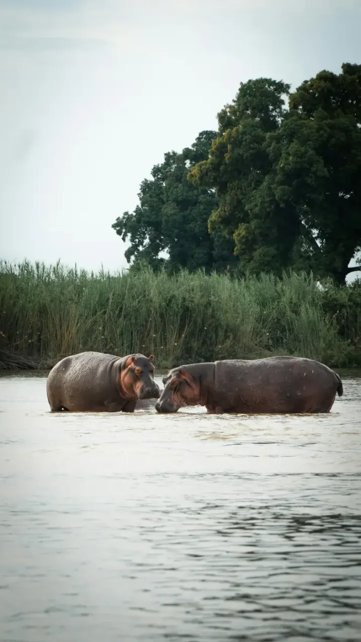 South Luangwa National Park, Zambia