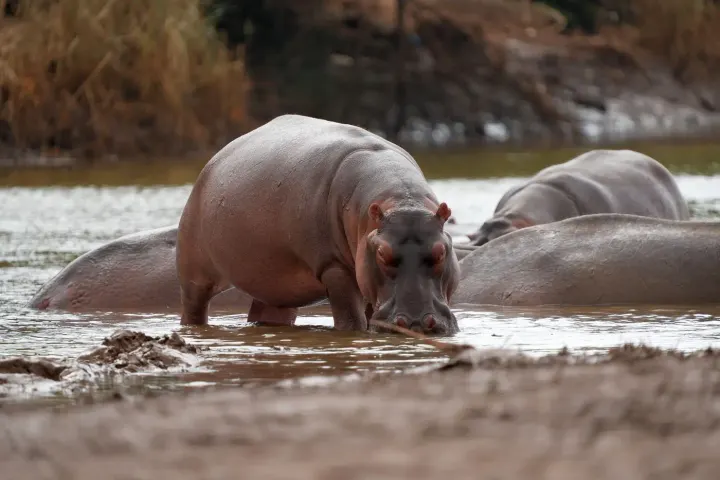 Mana Pools, Lower Zambezi, Zimbabwe