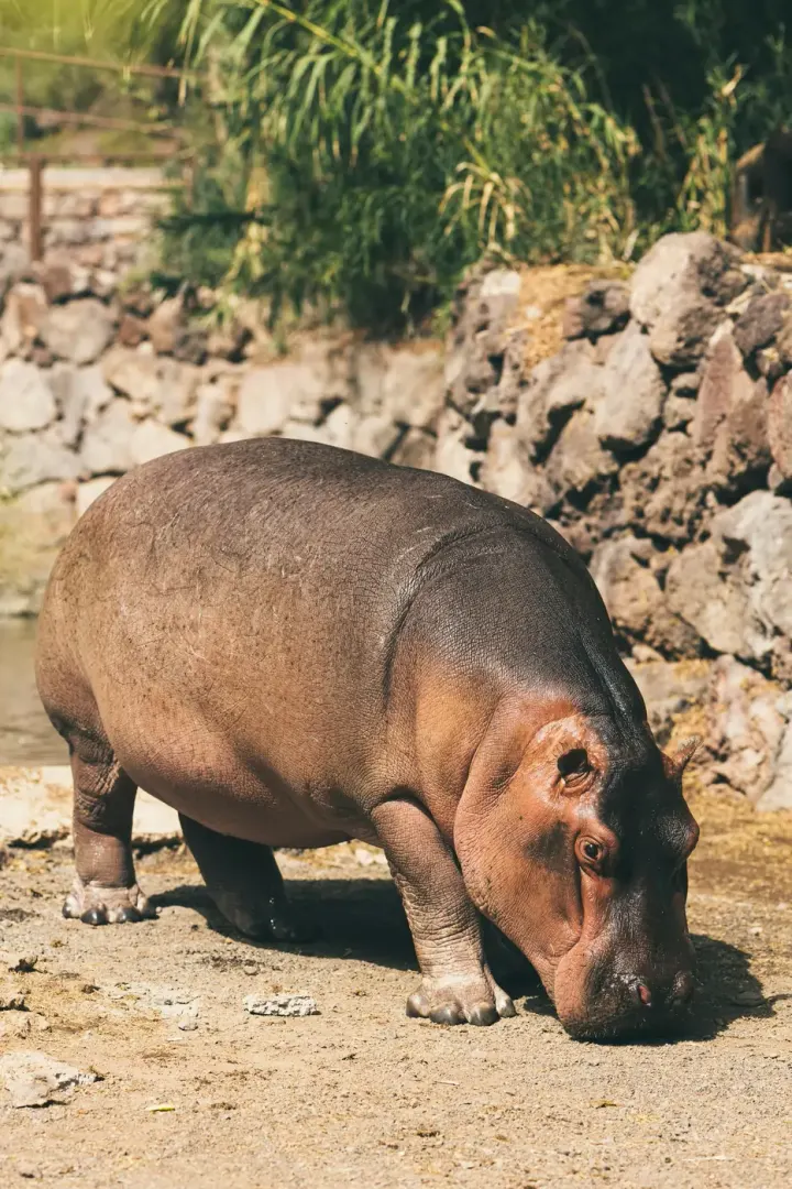 Mara River hippo pools, Masai Mara, Kenya