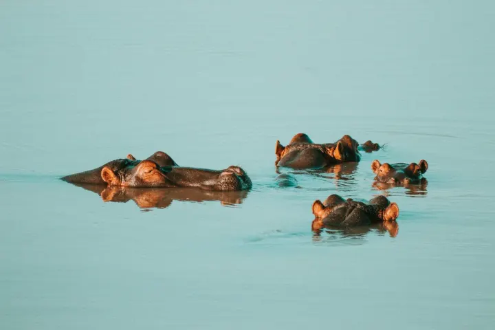 Lake Naivasha, Kenya
