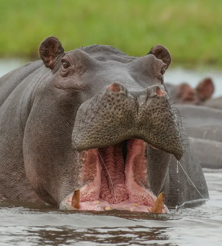 Okavango Delta (Moremi), Botswana