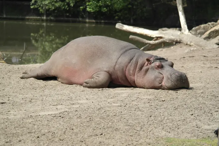 Nyerere National Park (Selous), Rufiji River, Tanzania