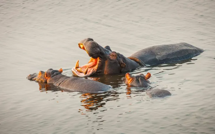 St Lucia Estuary, iSimangaliso Wetland Park, South Africa