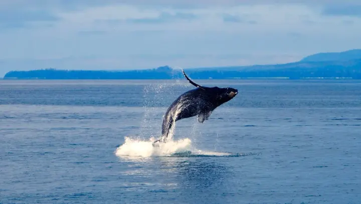 Aleutian Islands / Gulf of Alaska, USA