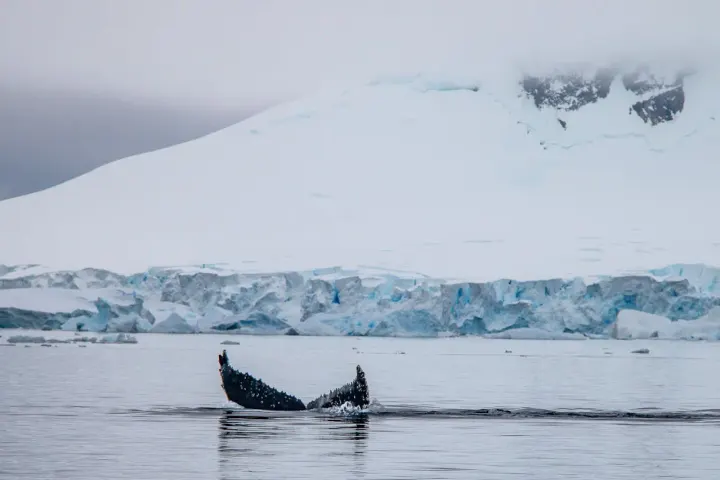 Western Antarctic Peninsula / Gerlache Strait