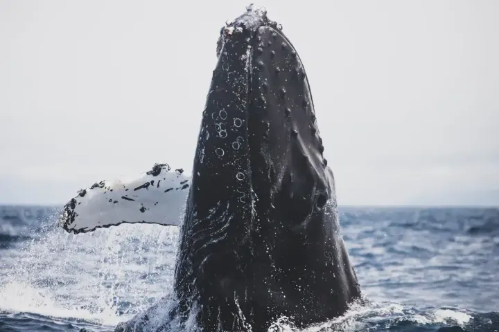 Johnstone Strait / Broughton Archipelago, British Columbia, Canada