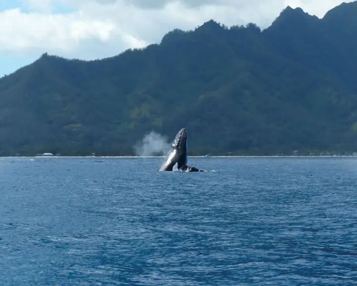 Puerto Lopez / Isla de la Plata, Ecuador