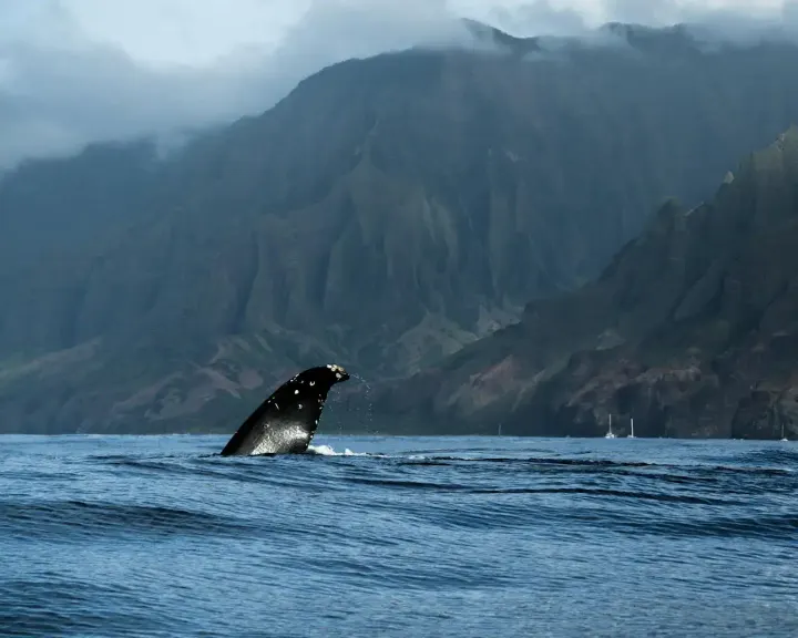 Maui Nui / Auau Channel, Hawaii, USA