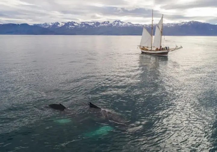Husavik / Skjalfandi Bay, Iceland