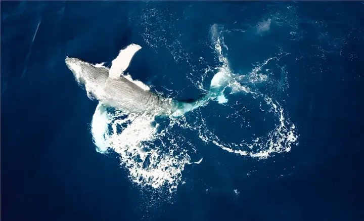 Pacific Mexico - Bahia de Banderas / Revillagigedo Archipelago