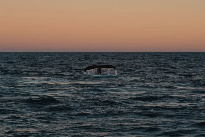 Stellwagen Bank / Cape Cod, USA