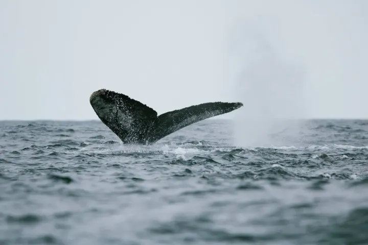 Monterey Bay, California, USA