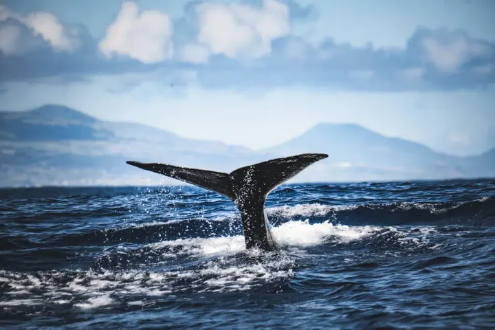 Boa Vista / Sal shelf, Cape Verde