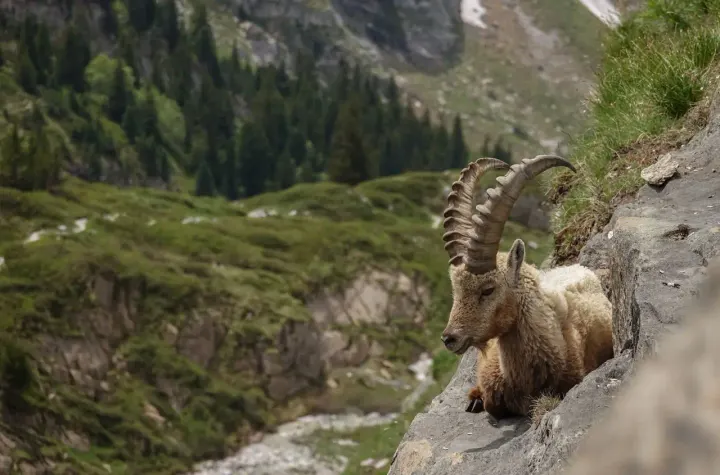 Engadine - Swiss National Park (Graubunden, Switzerland)