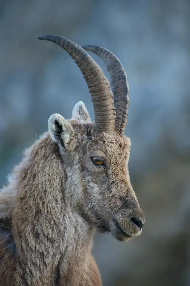 Sierra de Guadarrama NP (La Pedriza / Peñalara, Madrid)