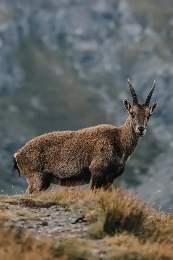 Hohe Tauern - Grossglockner (Tyrol / Carinthia, Austria)