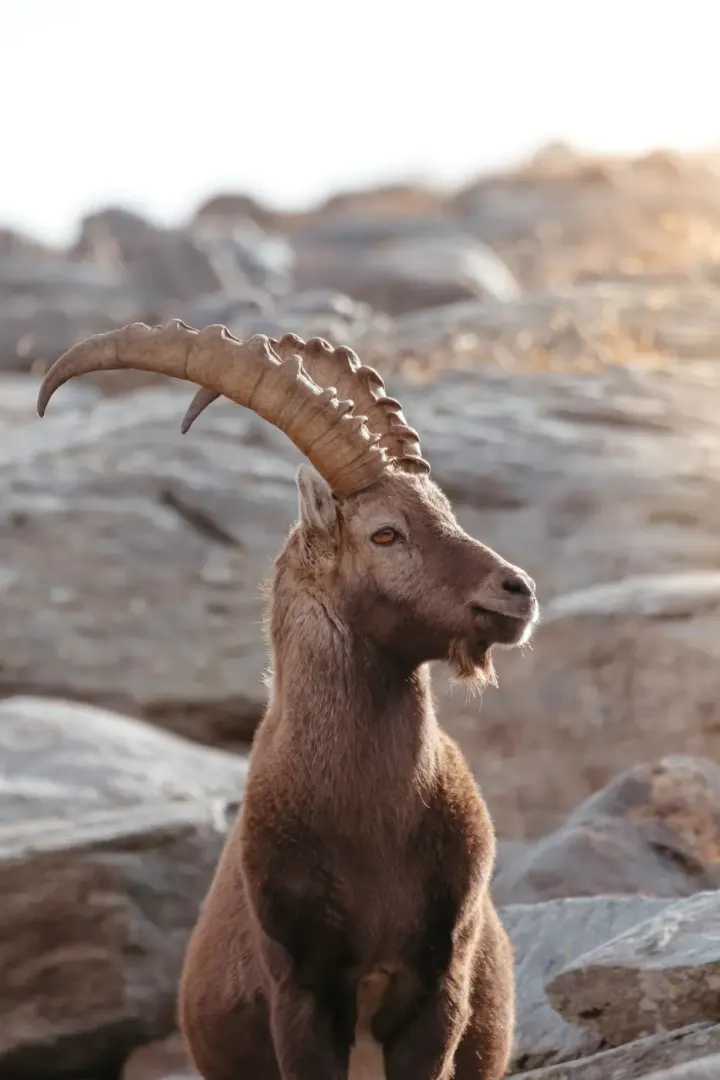 Sierra Nevada National Park (Granada, Andalusia)