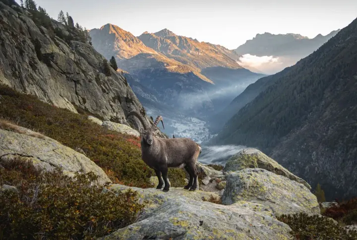 Vanoise National Park (Savoie, France)