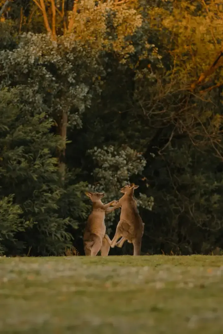 Kangaroo Island (South Australia)