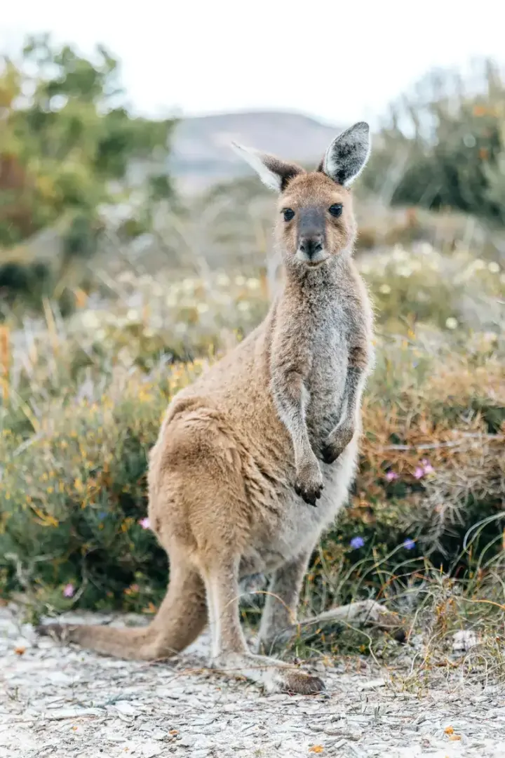 Lucky Bay & Cape Le Grand (Western Australia)