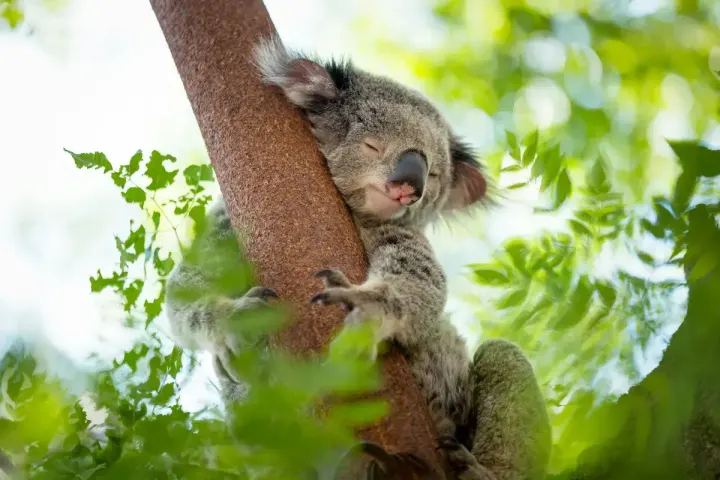 Kangaroo Island (South Australia)